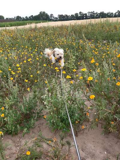 Dogorama Photo Challenge - Der Frühling kommt-Beitrag-Bild