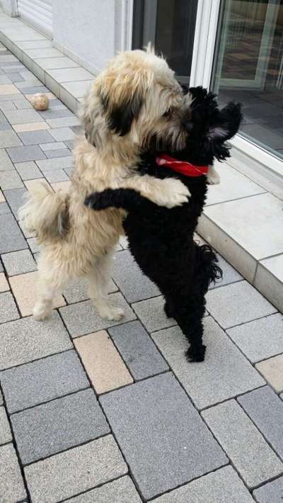 Dogorama Photo Challenge - Die besten Hundebuddys-Beitrag-Bild