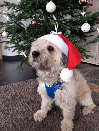 Dogorama Photo Challenge - Weihnachtsbaum-Beitrag-Bild