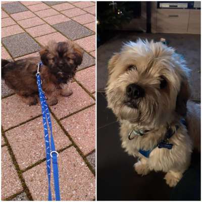 Wie groß waren eure welpen ?-Beitrag-Bild