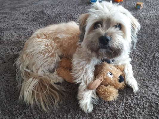 Dogorama Photo Challenge - Lieblingsspielzeug!-Beitrag-Bild