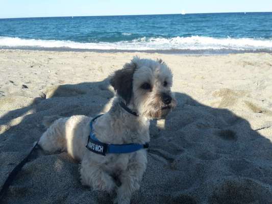 Dogorama Photo Challenge - Tierischer Urlaub-Beitrag-Bild