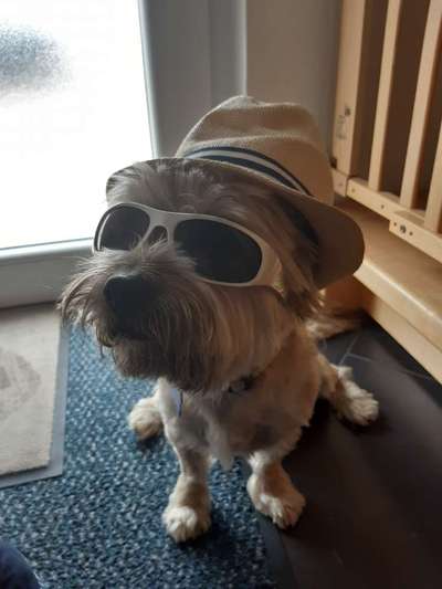 Dogorama Photo Challenge - Tre Chic!-Beitrag-Bild