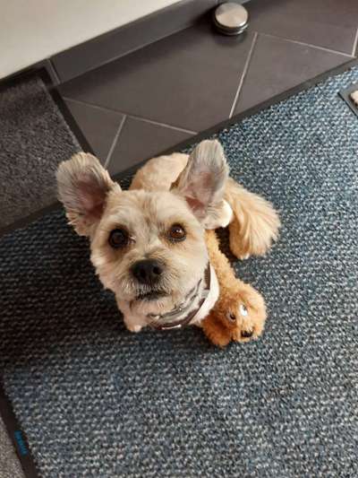 Euer Hund und sein Lieblingskuscheltier-Beitrag-Bild