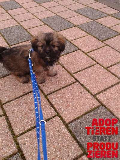 Dogorama Photo Challenge - "Adoptieren statt Produzieren" mit Gewinnspiel-Beitrag-Bild