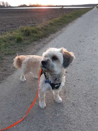 eure Spitznamen für die Vierbeiner-Beitrag-Bild