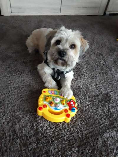 Dogorama Foto Challenge - Erwischt-Beitrag-Bild