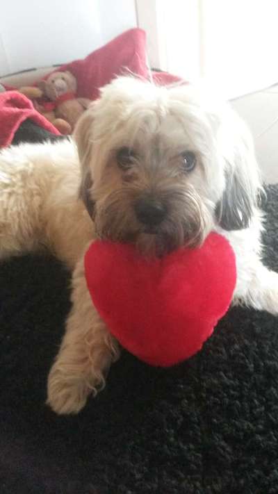 Dogorama Photo Challenge - Be my valentine-Beitrag-Bild