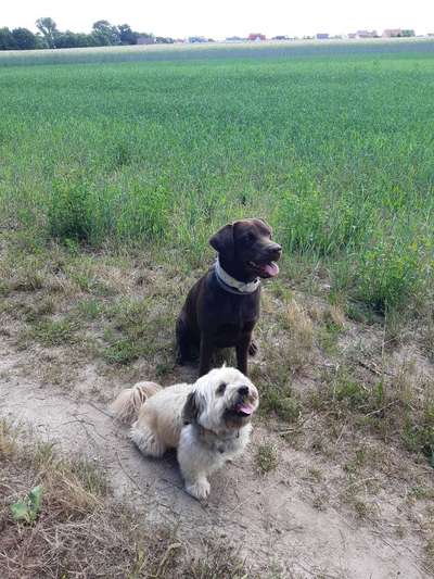 Dogorama Photo Challenge - Gegensätze-Beitrag-Bild