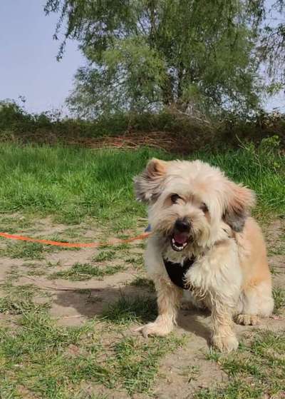 Dogorama Photo Challenge - lustigste Grimasse-Beitrag-Bild