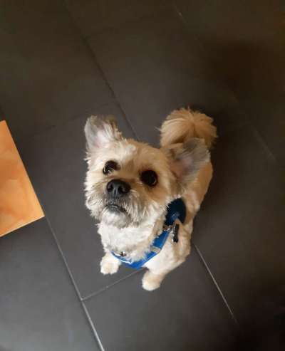 Dogorama Photo Challenge - Hundeblick zum hinschmelzen-Beitrag-Bild