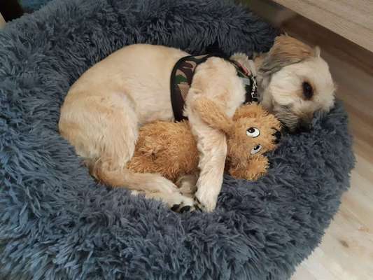 Der Lieblingsplüschi eures Vierbeiners-Beitrag-Bild