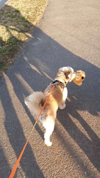 Dogorama Photo Challenge - Apportieren-Beitrag-Bild