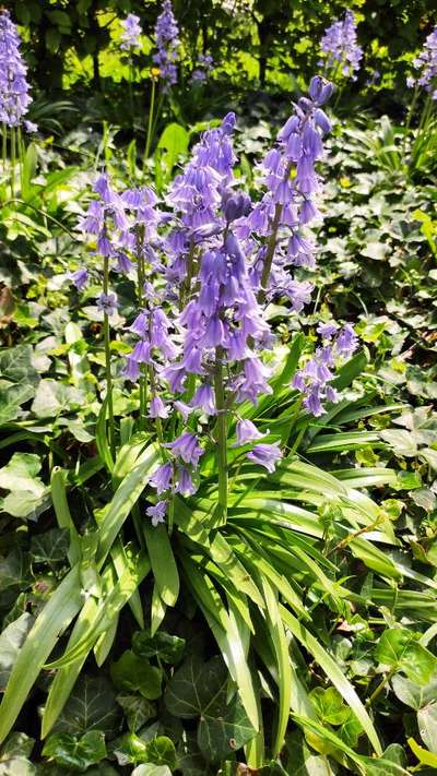 Die wunderschöne Welt mit Hund.-Beitrag-Bild