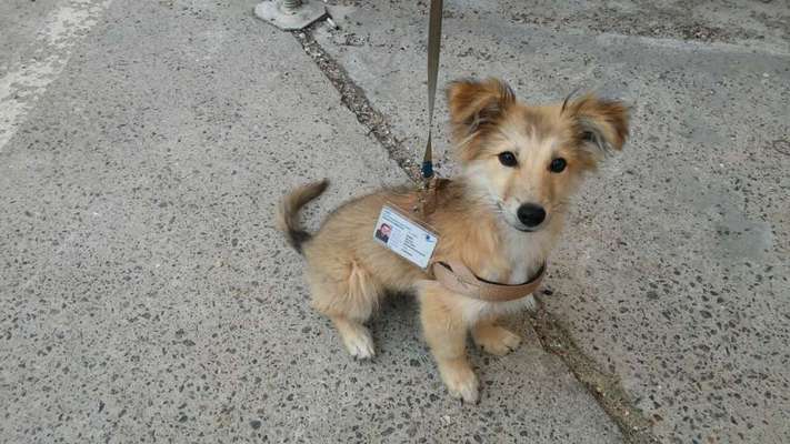 Welpen Bilder !-Beitrag-Bild