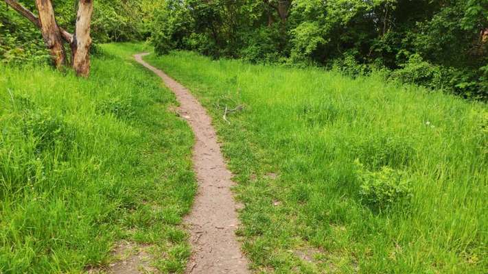 Die wunderschöne Welt mit Hund.-Beitrag-Bild