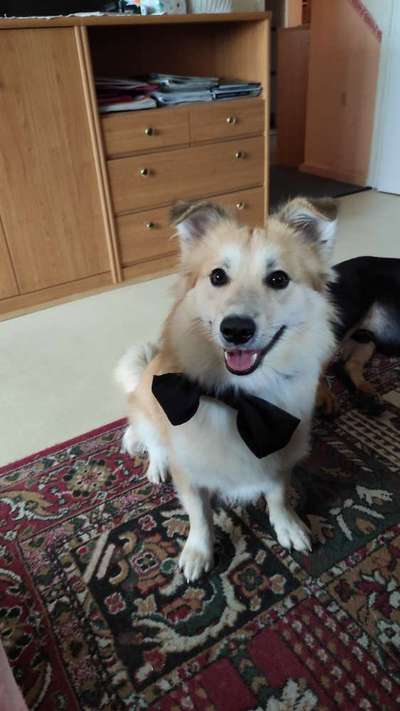 Lieblingsbild von euren Hunden?-Beitrag-Bild