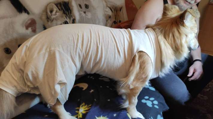 Lieblingsbild von euren Hunden?-Beitrag-Bild