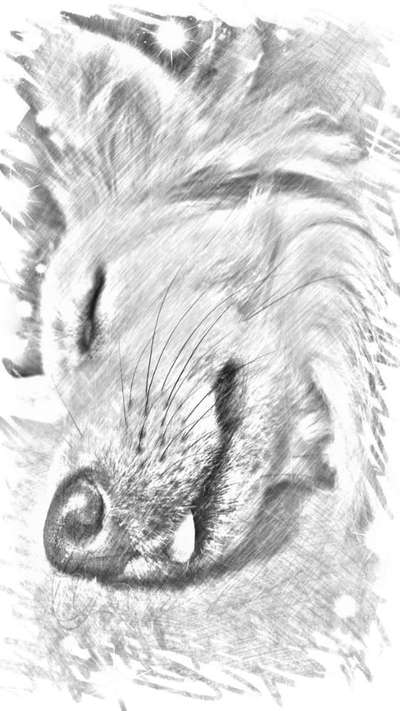 Photomontagen mit Hund-Beitrag-Bild