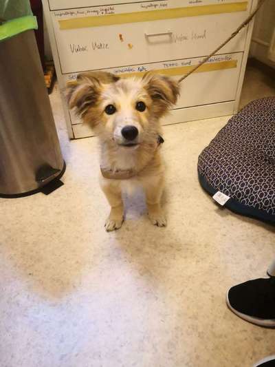 Welpen Bilder !-Beitrag-Bild