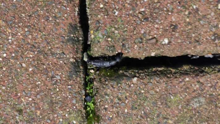 Die wunderschöne Welt mit Hund.-Beitrag-Bild