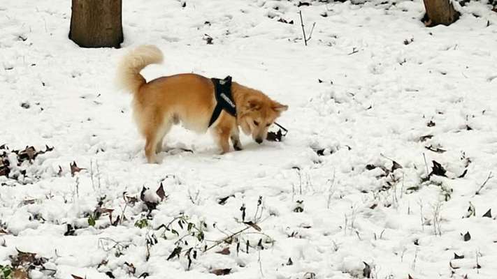 Spitz--Zwergspitz--kleinspitz---mittelspitz----Großspitz--Wolfsspitz-Beitrag-Bild