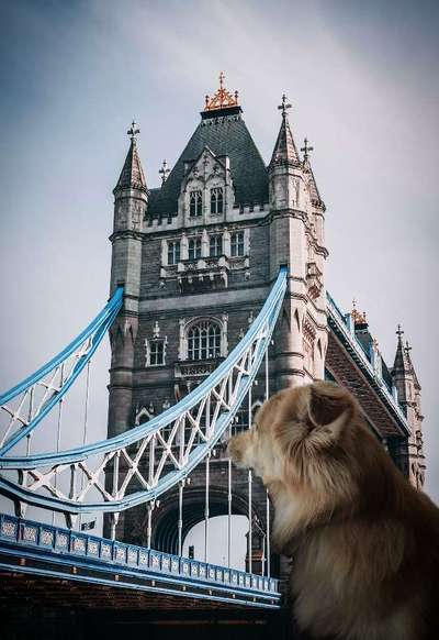 Photomontagen mit Hund-Beitrag-Bild