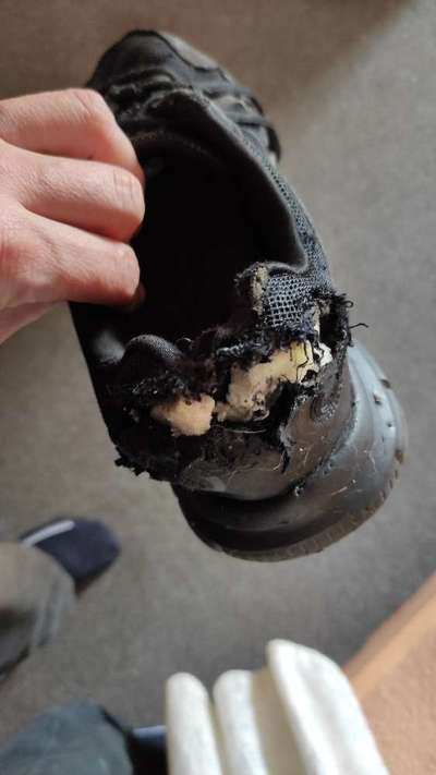 Zeig mir, dass du mit einem hund zusammenlebst....-Beitrag-Bild