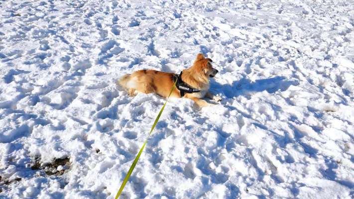 Lieblingsbild von euren Hunden?-Beitrag-Bild