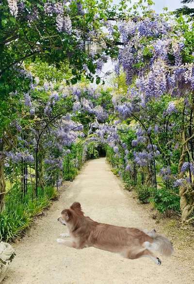 Photomontagen mit Hund-Beitrag-Bild