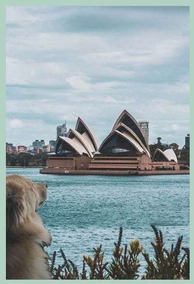 Photomontagen mit Hund-Beitrag-Bild