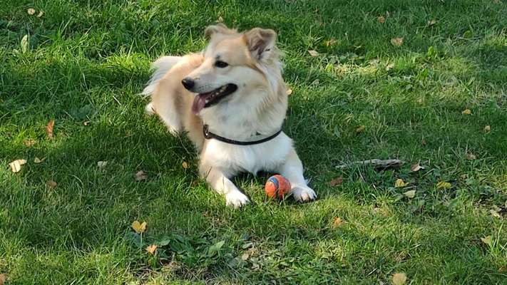 Die Dogorama Monats Challenge "Es grünt und blüht"-Beitrag-Bild