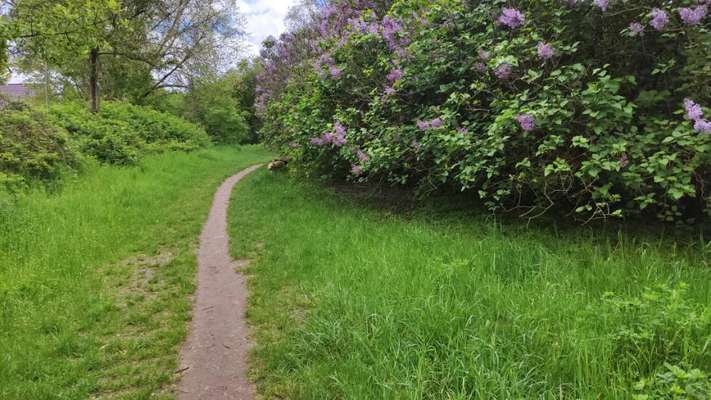Die wunderschöne Welt mit Hund.-Beitrag-Bild