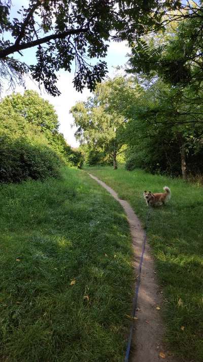 Die wunderschöne Welt mit Hund.-Beitrag-Bild