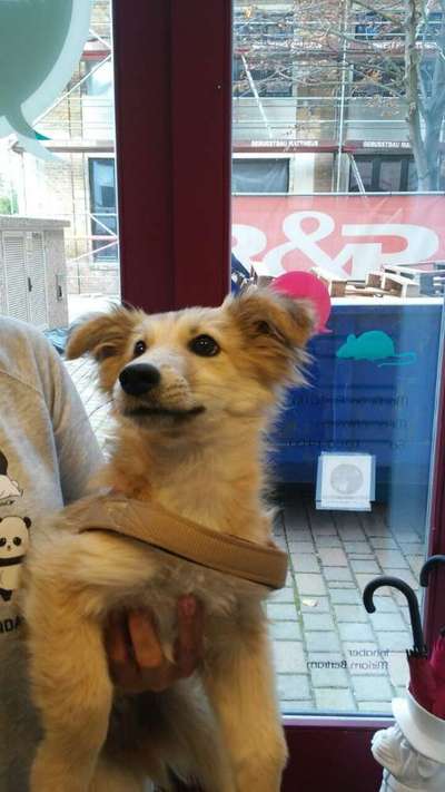 Welpen Bilder !-Beitrag-Bild