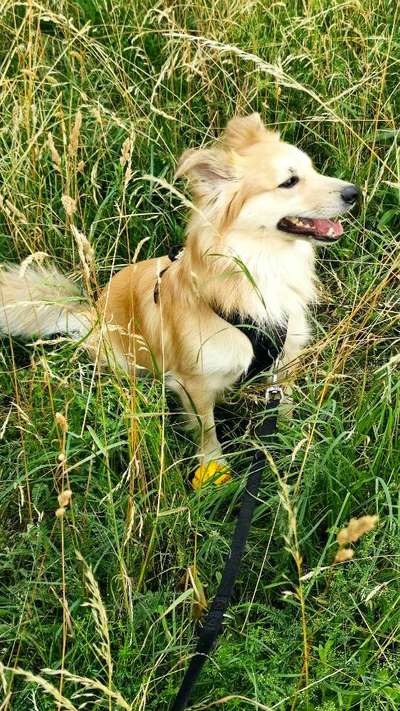 Mischlingshunde Foto Aufruf-Beitrag-Bild