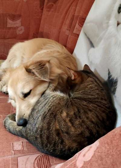 Fotochallenge Nr. 51 "Euer Hund mit anderen Tieren"-Beitrag-Bild