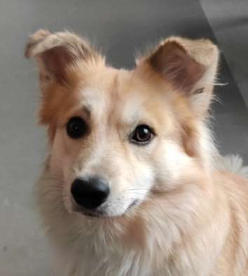 Nordische Hunde-Beitrag-Bild