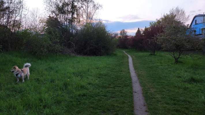 Die wunderschöne Welt mit Hund.-Beitrag-Bild