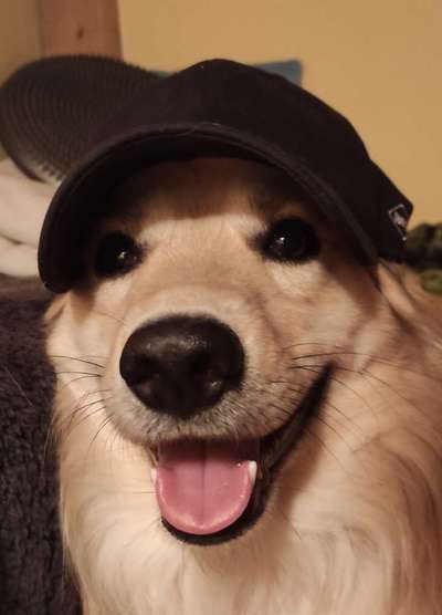 Hier ist der Spaßthread. Zum Schmunzeln und Kaputtlachen-Beitrag-Bild