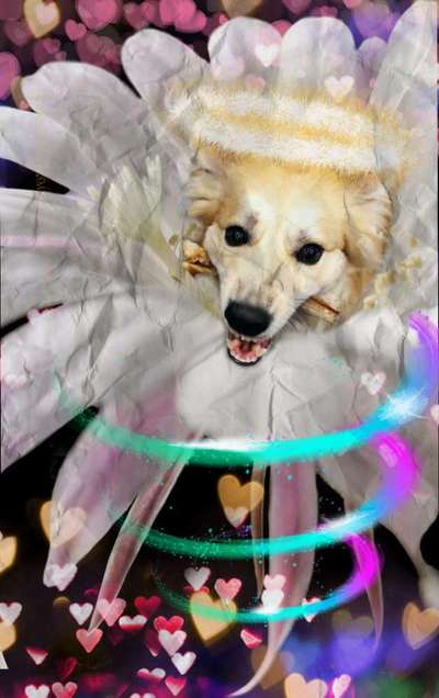 Photomontagen mit Hund-Beitrag-Bild