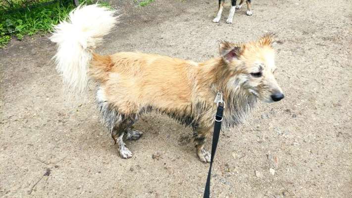 Hier ist der Spaßthread. Zum Schmunzeln und Kaputtlachen-Beitrag-Bild