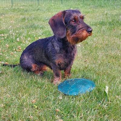 Hundetreffen-Gassirunde / Gemeinsamer Spaziergang-Bild