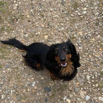 Hundetreffen-Spielfreunde gesucht-Bild