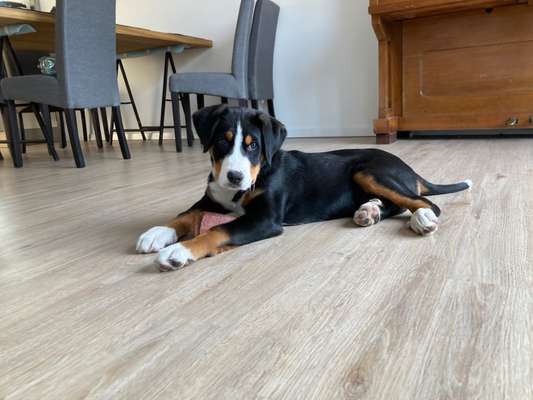 Welpen Bilder !-Beitrag-Bild