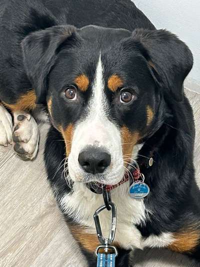 Dogorama Photo Challenge - Portrait-Beitrag-Bild