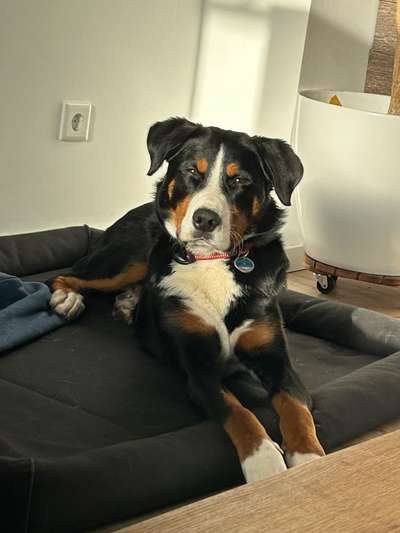 Dogorama Photo Challenge - Portrait-Beitrag-Bild