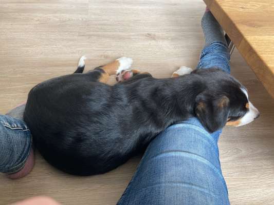 Berner Sennen-Beitrag-Bild