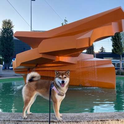 Hundetreffen-Playdate & Social walk-Bild
