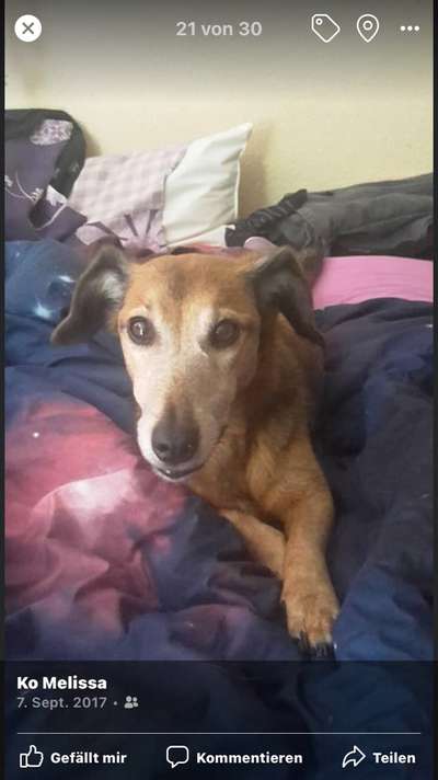 Mischlinge raten - Rätselspaß-Beitrag-Bild